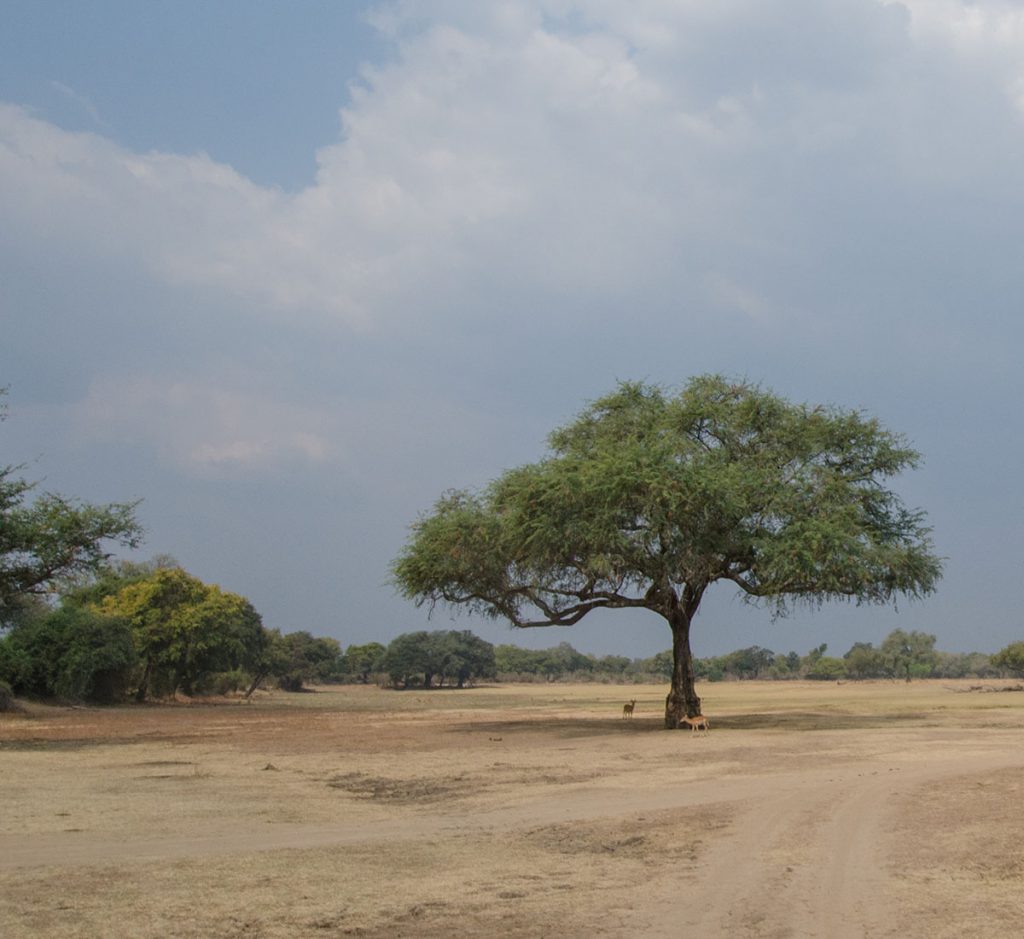 Forestry E-Services